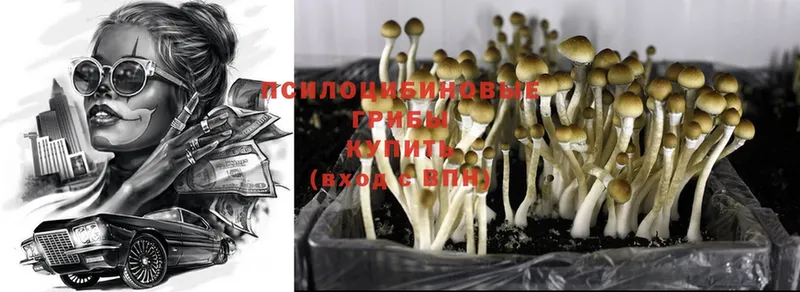 Псилоцибиновые грибы Psilocybe  купить  цена  гидра маркетплейс  Новоульяновск 